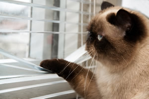Cleaning Window Blinds