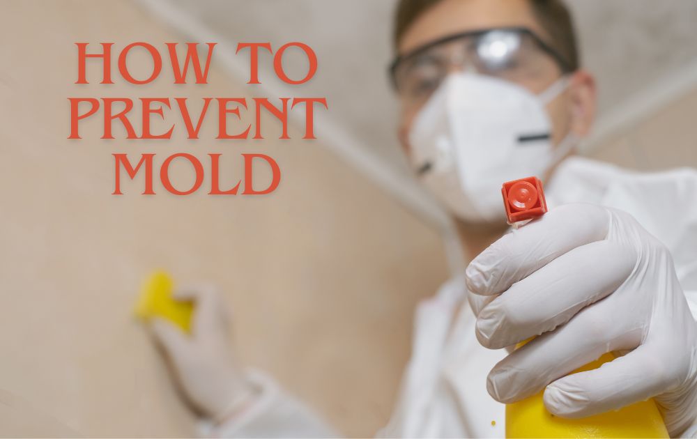 Professional mold cleaning services