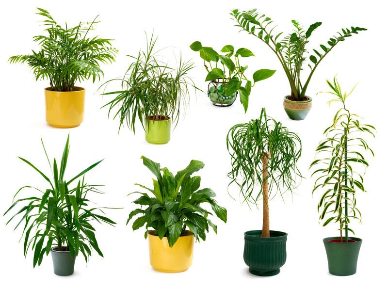 What Kind of Plants Grow Well Inside Your Home or Office