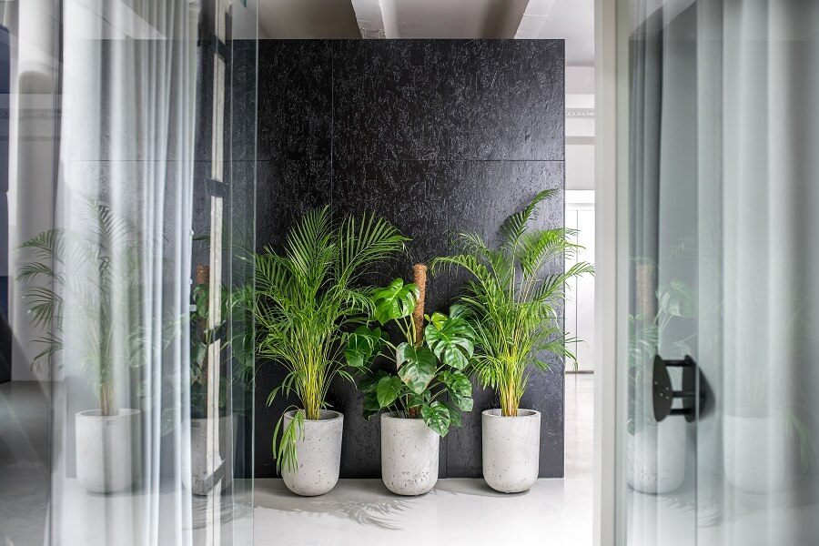 How Do Plants Enrich an Office Environment?