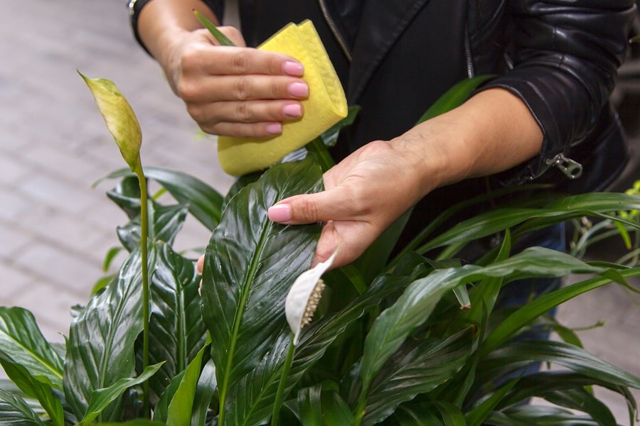 Learn About the Care and Maintenance of Office Plants