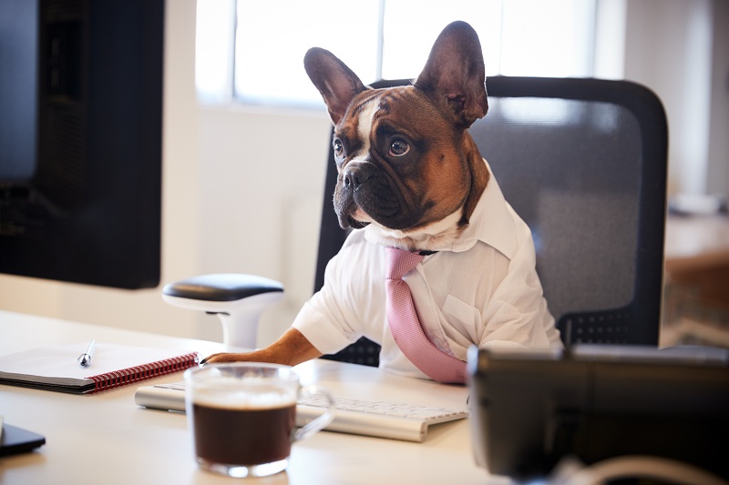 How to Clean Offices that Allow Dogs and Cats