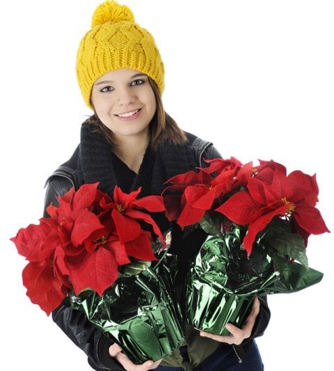 Keeping Poinsettias Alive and Thriving After the Holidays