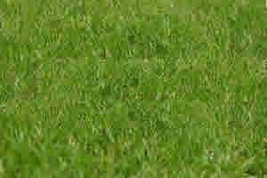 Time to Fertilize Lawn