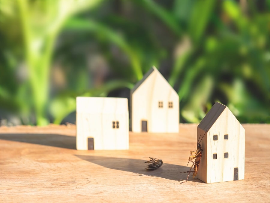 Pest Infestation in Your Office Can Spell Disaster