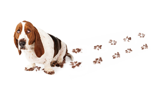 muddy paws